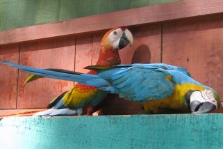 Ara glaucogularis - Blaukehlara (Caninde-Ara, Blaulatzara)